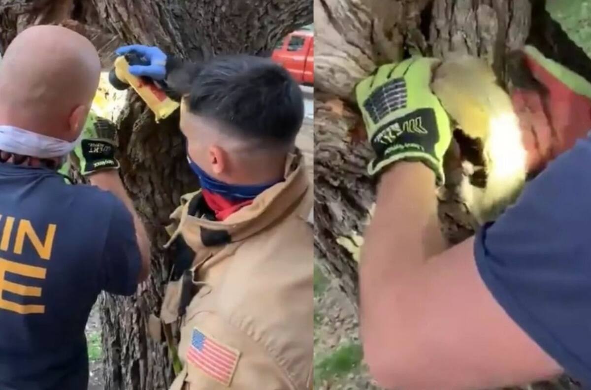 Salvaron el día: Bomberos rescataron a una ardilla con la cabeza atrapada en un árbol
