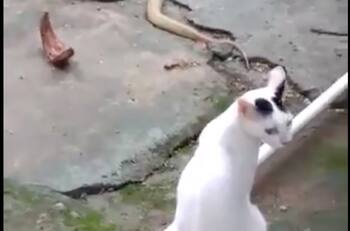 Video: Valiente gatito evitó que una cobra entrara a casa de sus dueños