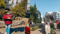 No abandones a tu arbolito de Navidad, mejor recíclalo en los siguientes lugares de la CDMX