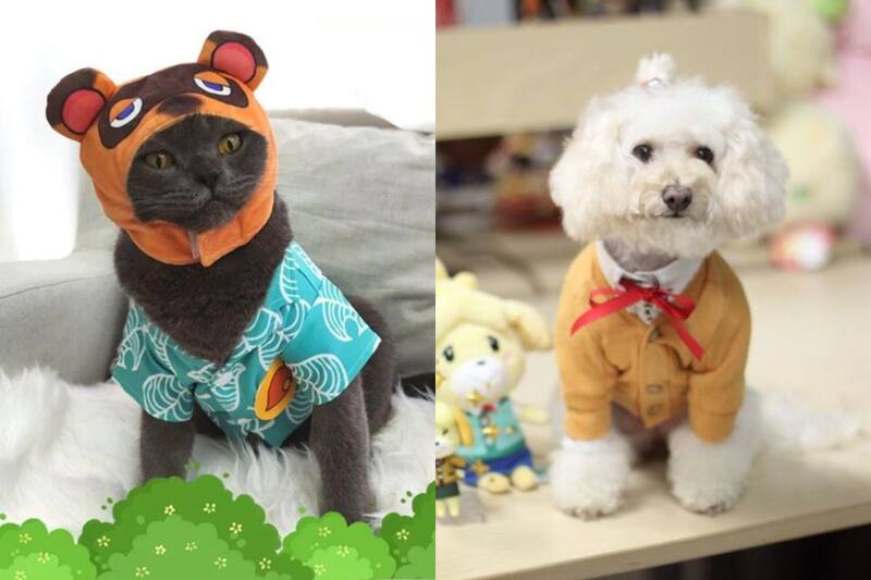 Recuerda siempre no utilizar este tipo de ropa mucho tiempo en tus mascotas, ya que los puede hacer sentir incómodos. Unas fotos y listo.