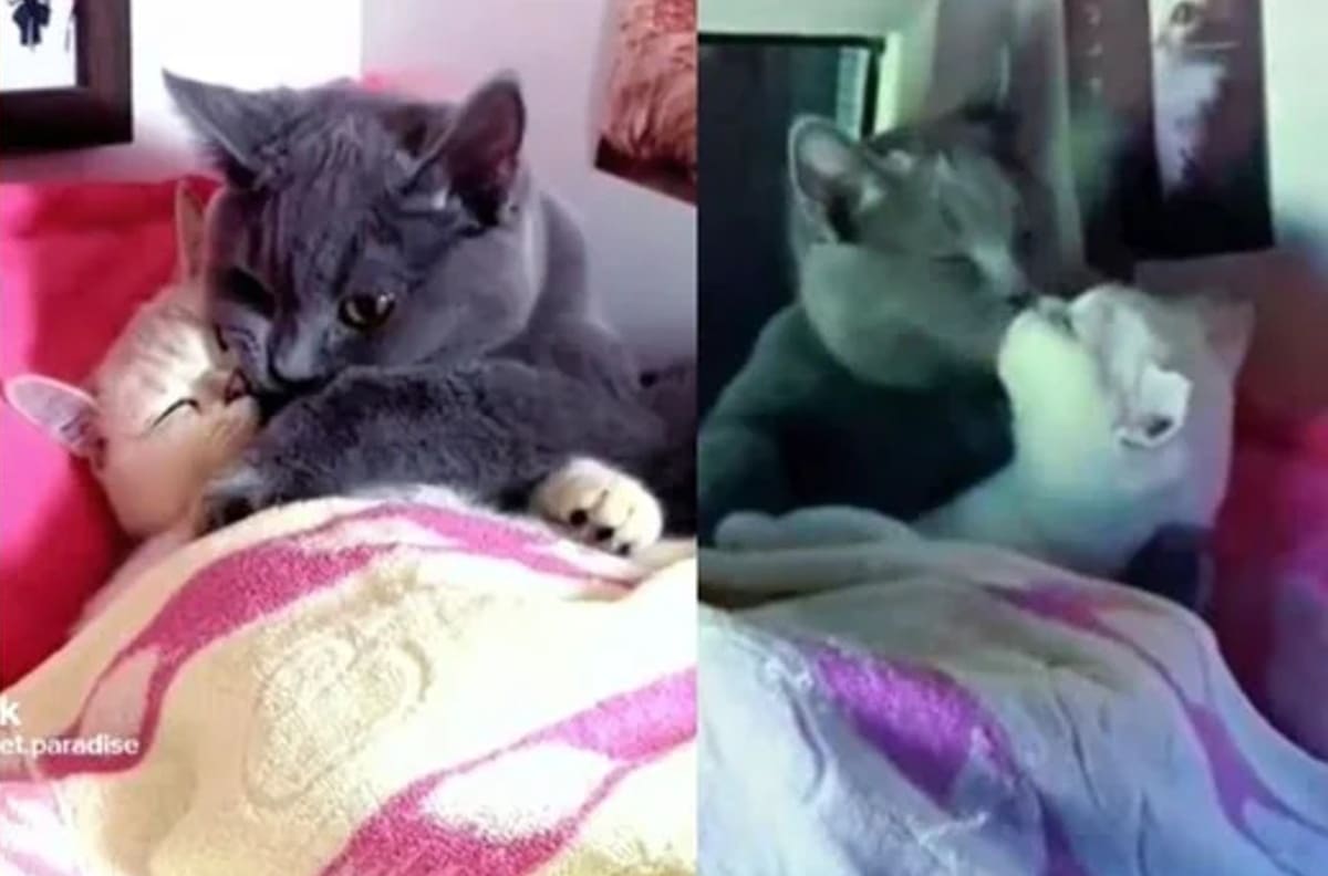 VIDEO | Pareja de gatitos enamorados se hace viral por sus tiernas poses