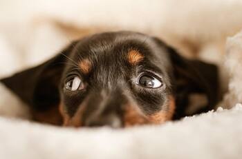 Los 5 signos zodiacales a los que no les gustan los perros