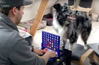 VIDEO: ¡Un crack! Se volvió viral un perro jugando juegos de mesa contra su amado dueño