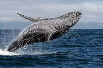 Gran tesoro es encontrado por pescadores en la panza de una ballena
