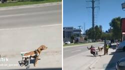 VIDEO| Perrito en silla de ruedas tira al piso a una mujer y se hace viral