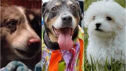 Día Mundial del Perro: Los videos más virales de estos animalitos en lo que va de este 2022