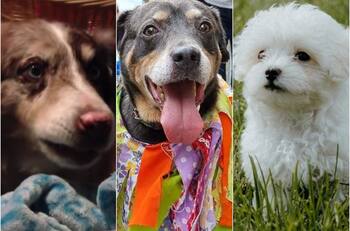 Día Mundial del Perro: Los videos más virales de estos animalitos en lo que va de este 2022