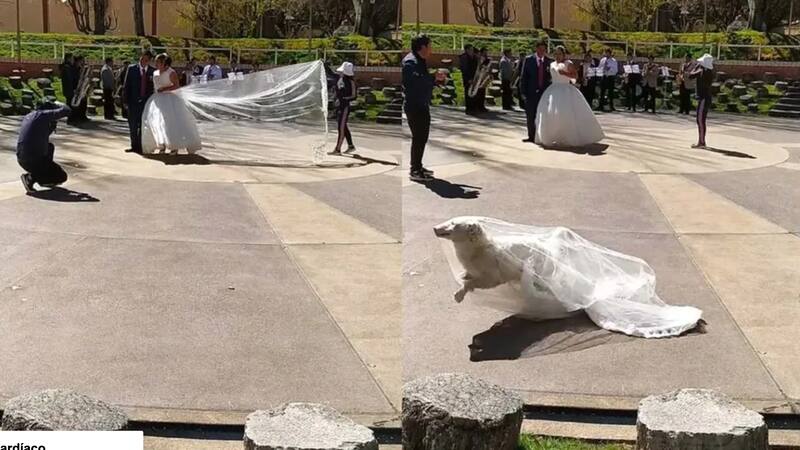 El can huyó a toda velocidad con el velo de la novia. Foto: Tik Tok