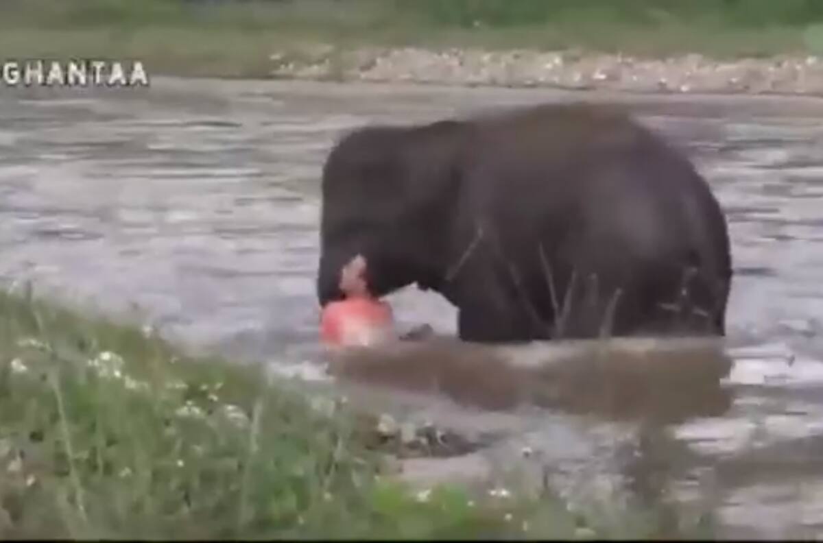 VIDEO| Elefante salva a hombre y se vuelve viral