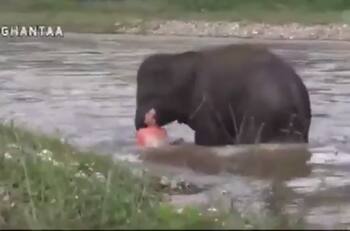 VIDEO| Elefante salva a hombre y se vuelve viral