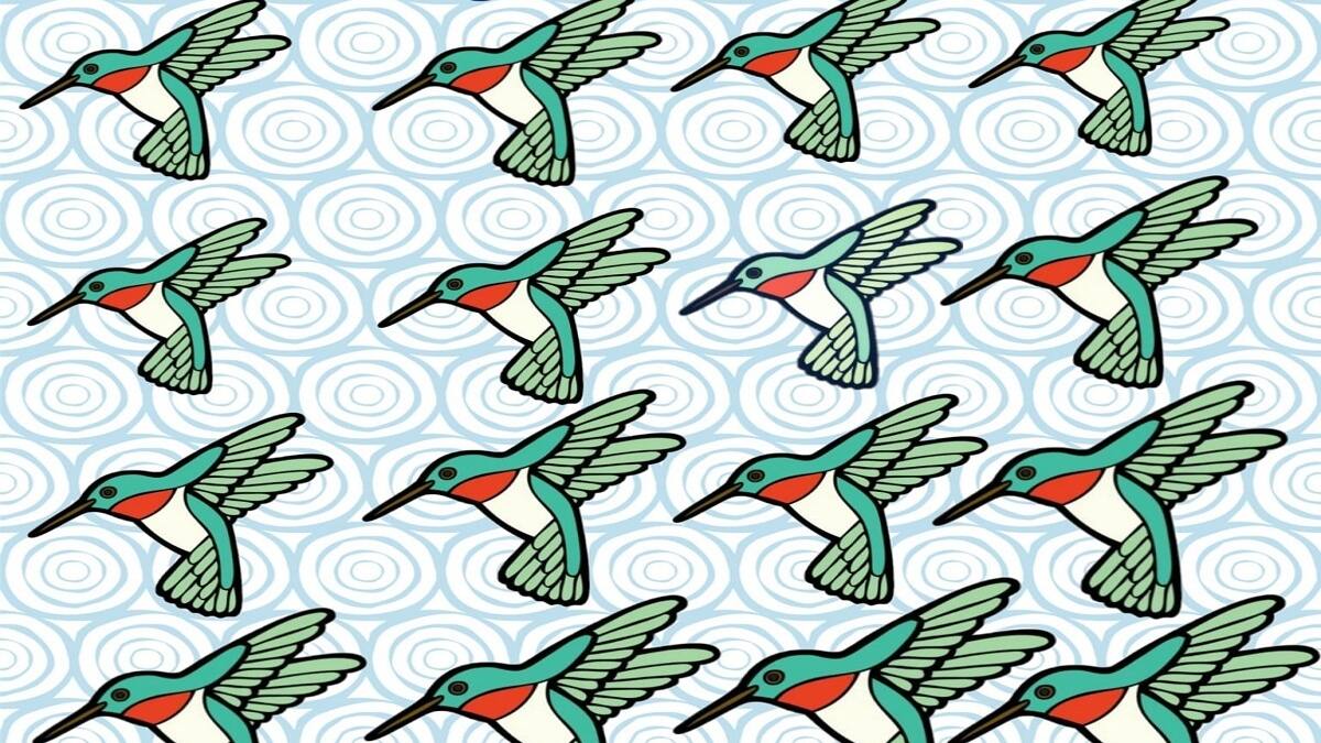 Ubica en tres segundos el colibrí diferente de este acertijo visual