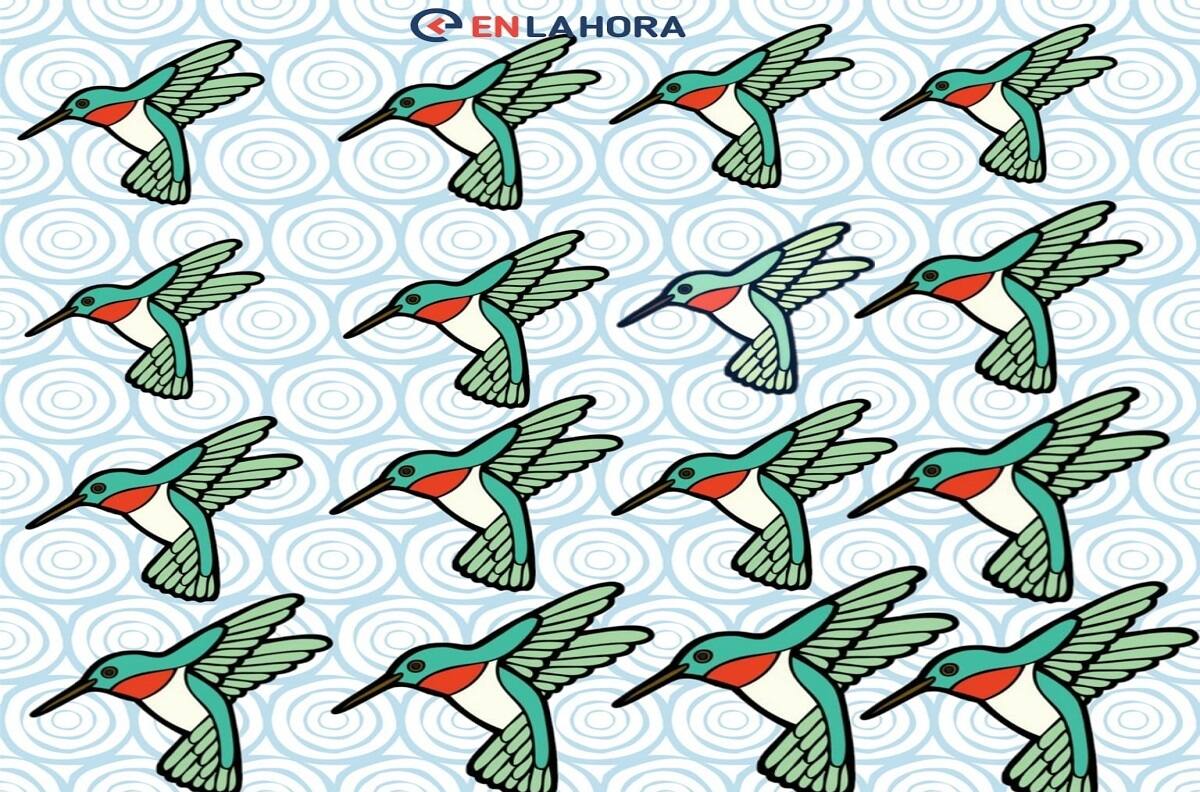 Ubica en tres segundos el colibrí diferente de este acertijo visual