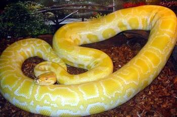 Un hombre es mordido en el pene por una serpiente