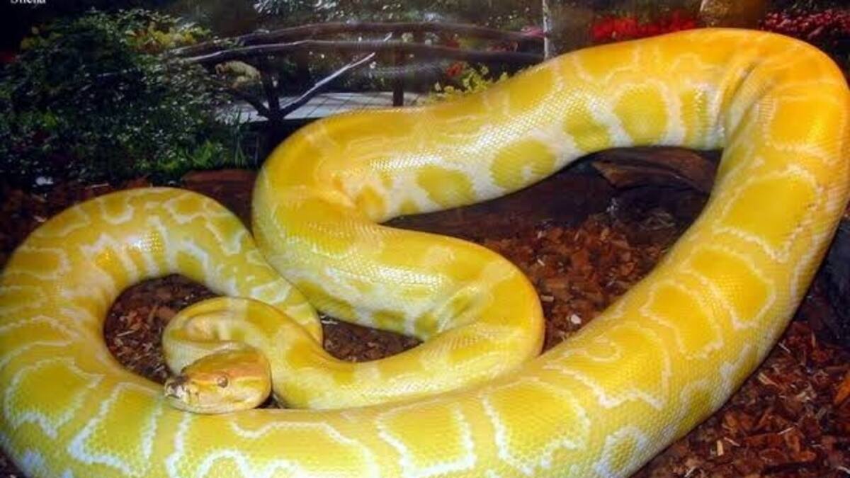 Un hombre es mordido en el pene por una serpiente
