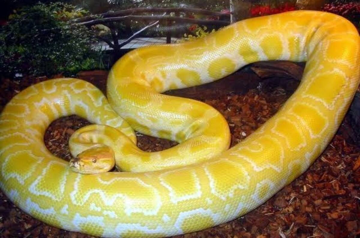 Un hombre es mordido en el pene por una serpiente