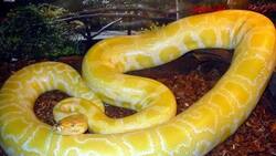 Un hombre es mordido en el pene por una serpiente