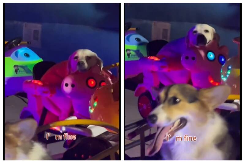 Estos perritos enternecieron la red por estar en un juego mecánico.