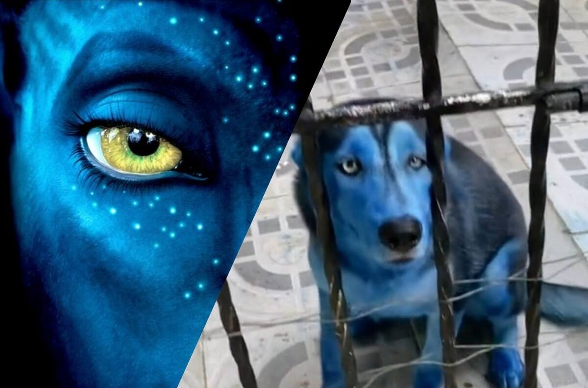 VIDEO | "Perro Avatar" se hace viral en redes sociales