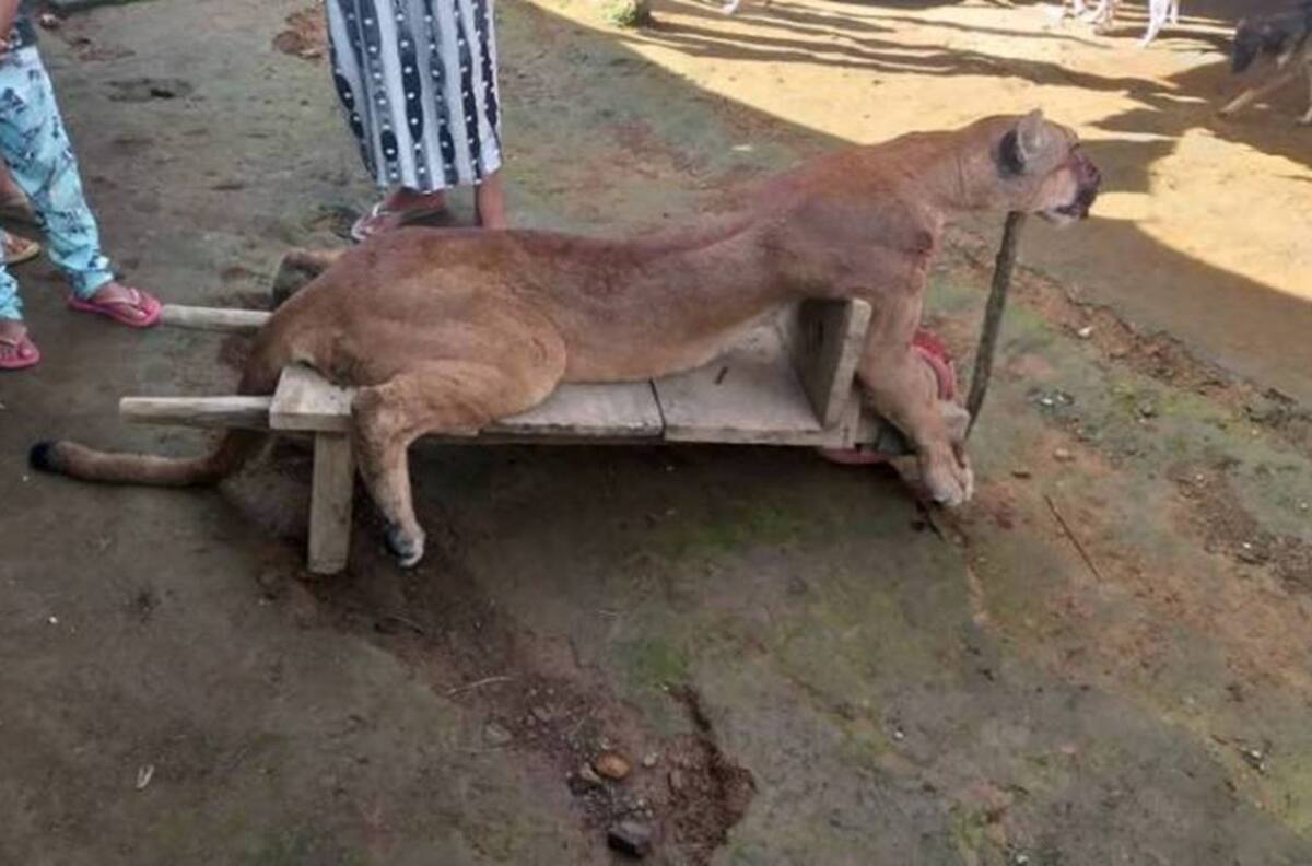 Crueldad animal: cazan y matan a puma en Chiapas; comparten fotos en redes