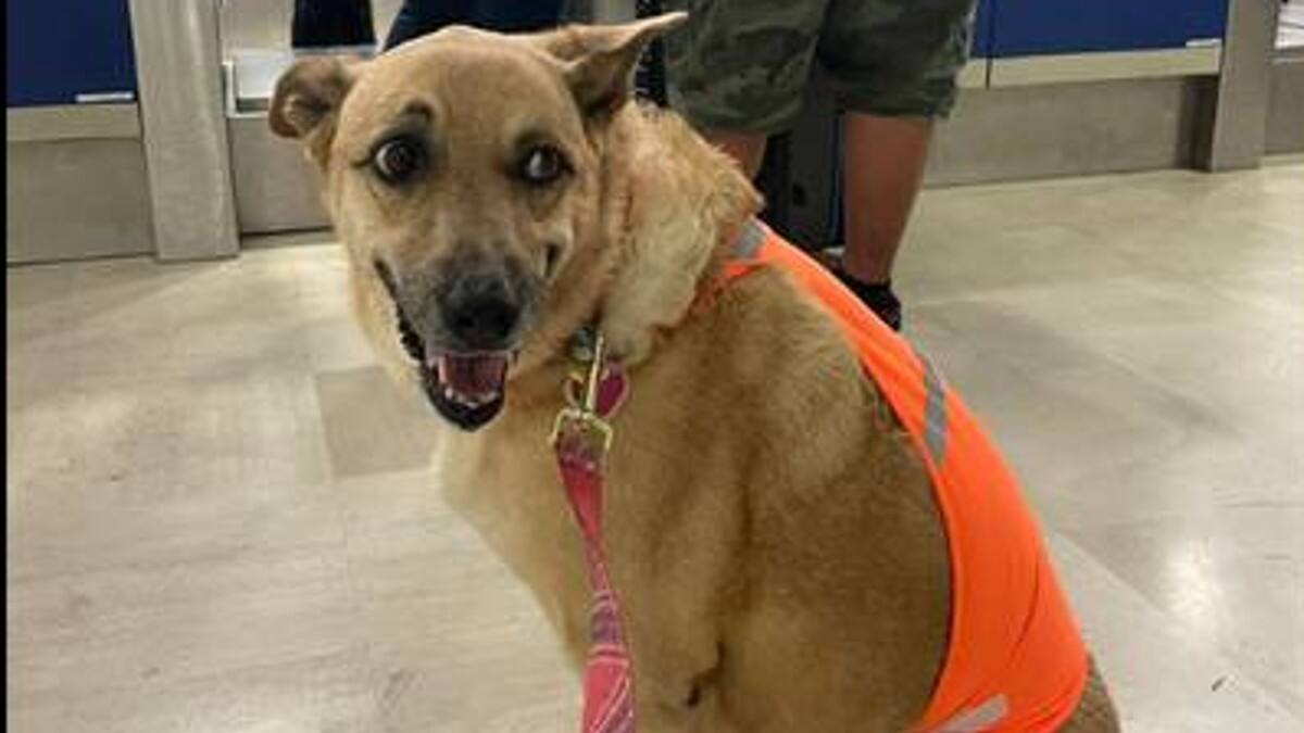 FOTOS: "Me discriminan por ser gorda" perrita denuncia a aerolínea por no dejarla volar