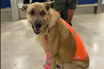 FOTOS: "Me discriminan por ser gorda" perrita denuncia a aerolínea por no dejarla volar