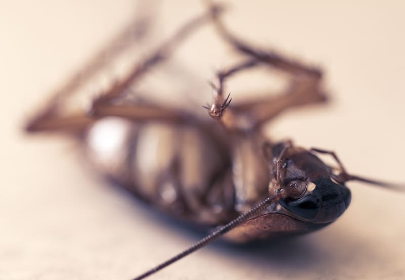 Las baratas o cucarachas pueden ser infecciosas y gustan de poner sus huevos en lugares cálidos y húmedos.