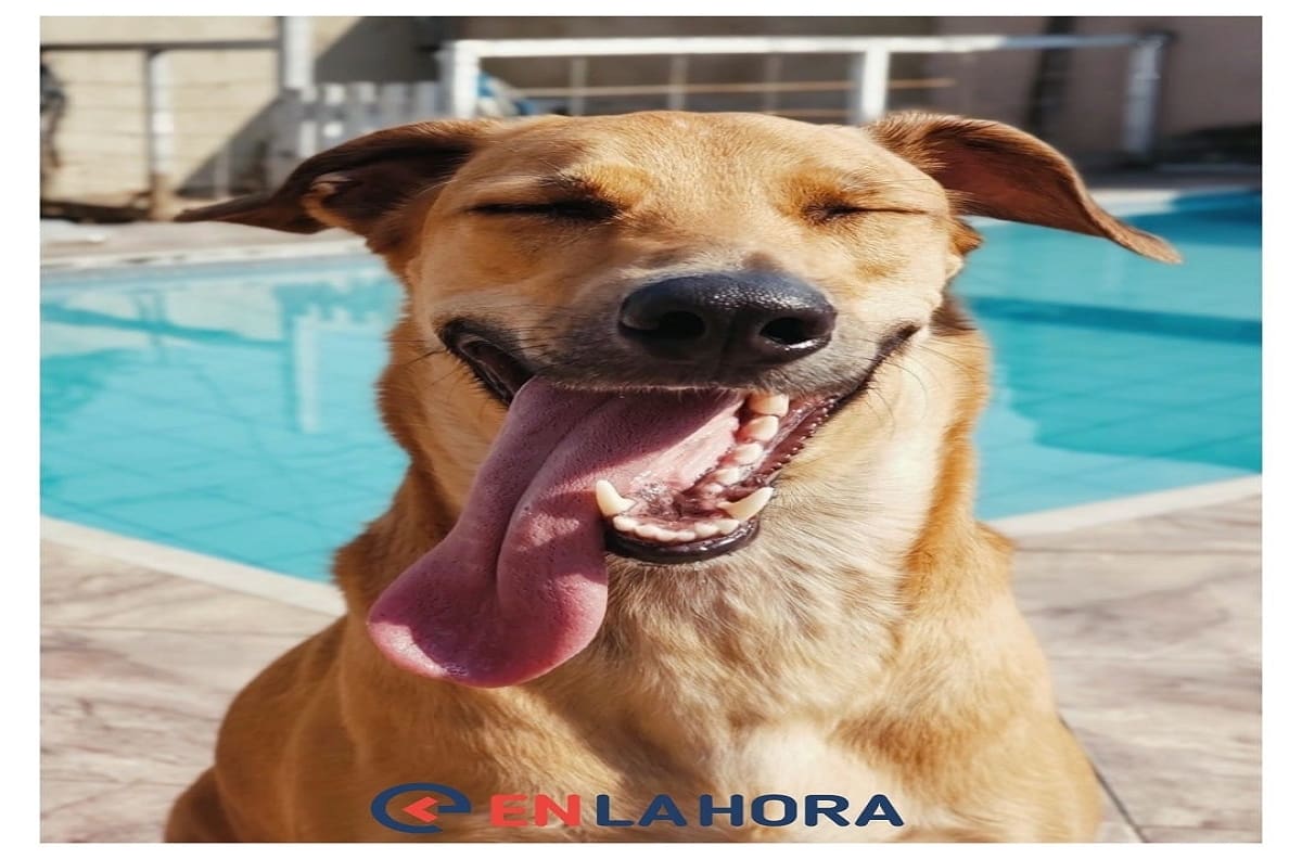 Acertijo visual: Descubre dónde está el hueso del perro