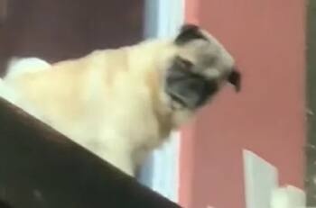 VIDEO | ¿Qué es eso? Captan a perrito "perreando" y se hace viral