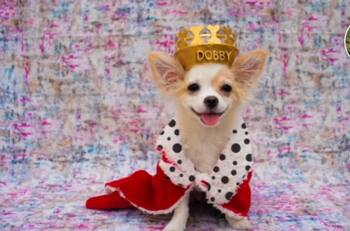 VIDEO VIRAL | Le hizo una sesión de fotos a este tierno perrito y se volvió viral