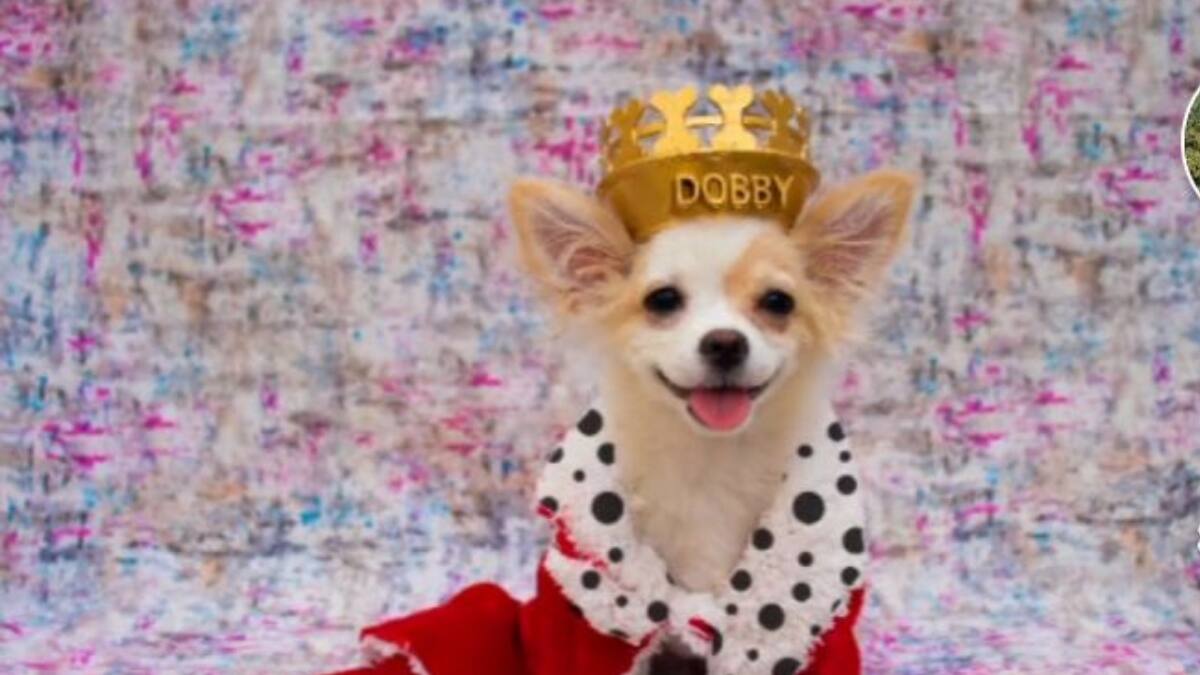 VIDEO VIRAL | Le hizo una sesión de fotos a este tierno perrito y se volvió viral