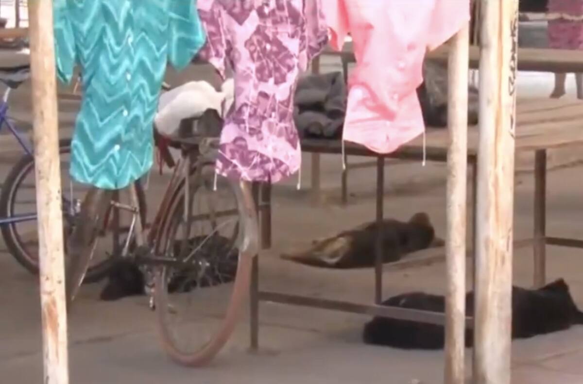 Una jauría de perros mató a una persona en Chinconcuac, Estado de México