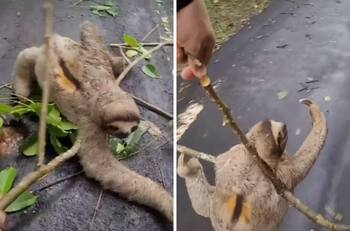 VIDEO| Hombre ayuda a perezoso y se hace viral