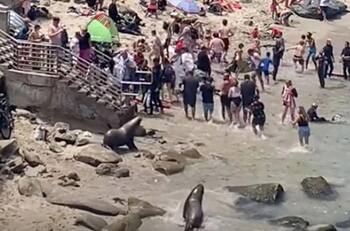 VIDEO | ¡Tremendo susto! Leones marinos ahuyentaron a varios turistas por invadir su espacio en California