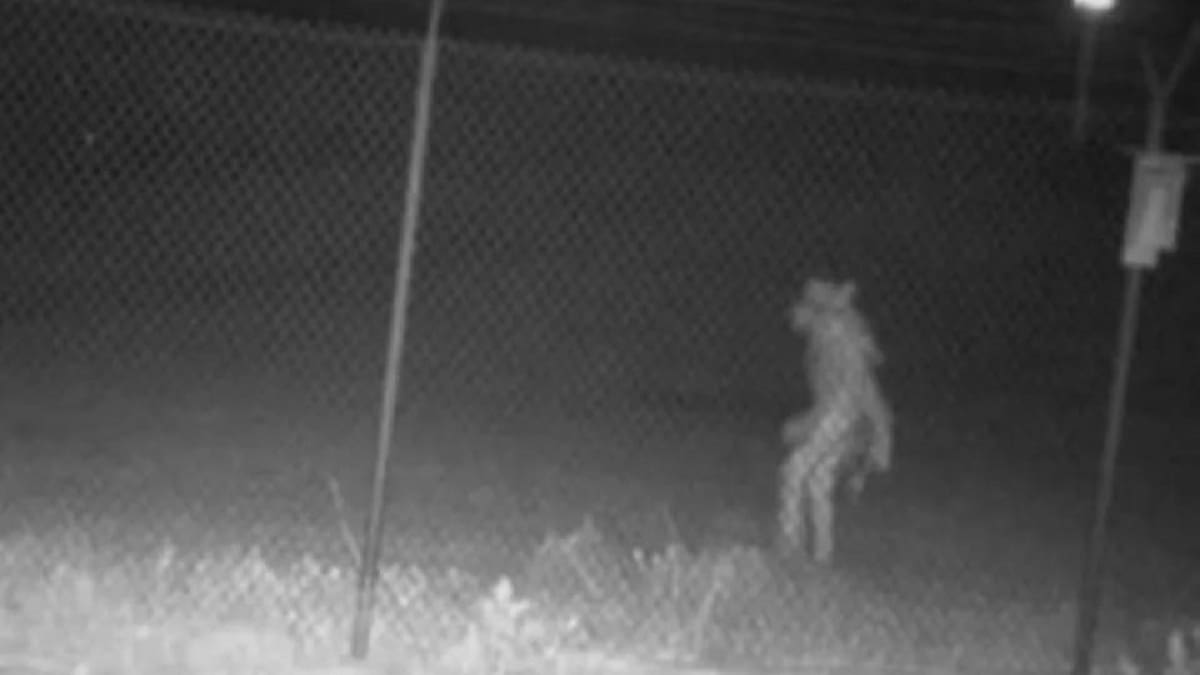 Horrible silueta aparece en un zoológico de Texas y se vuelve viral