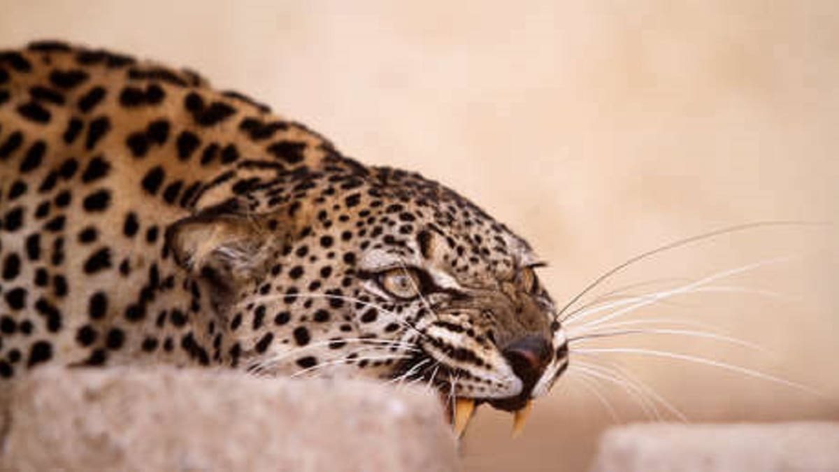 Leopardo le destroza la cara a modelo durante sesión de fotos