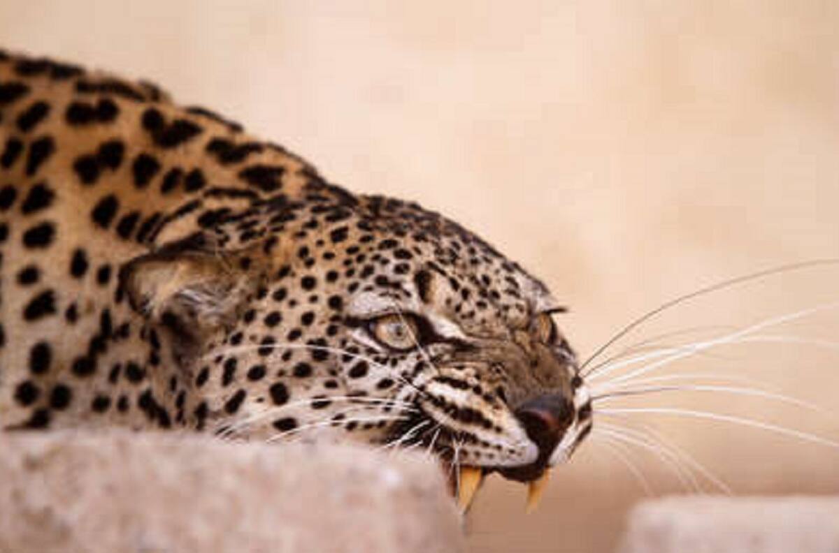 Leopardo le destroza la cara a modelo durante sesión de fotos