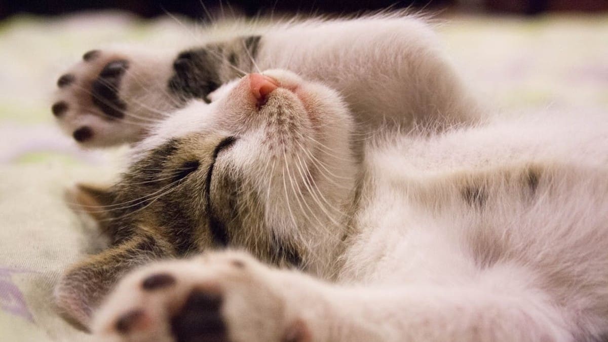 Día Internacional del Gato: Estos son los mejores memes de los mininos del Internet