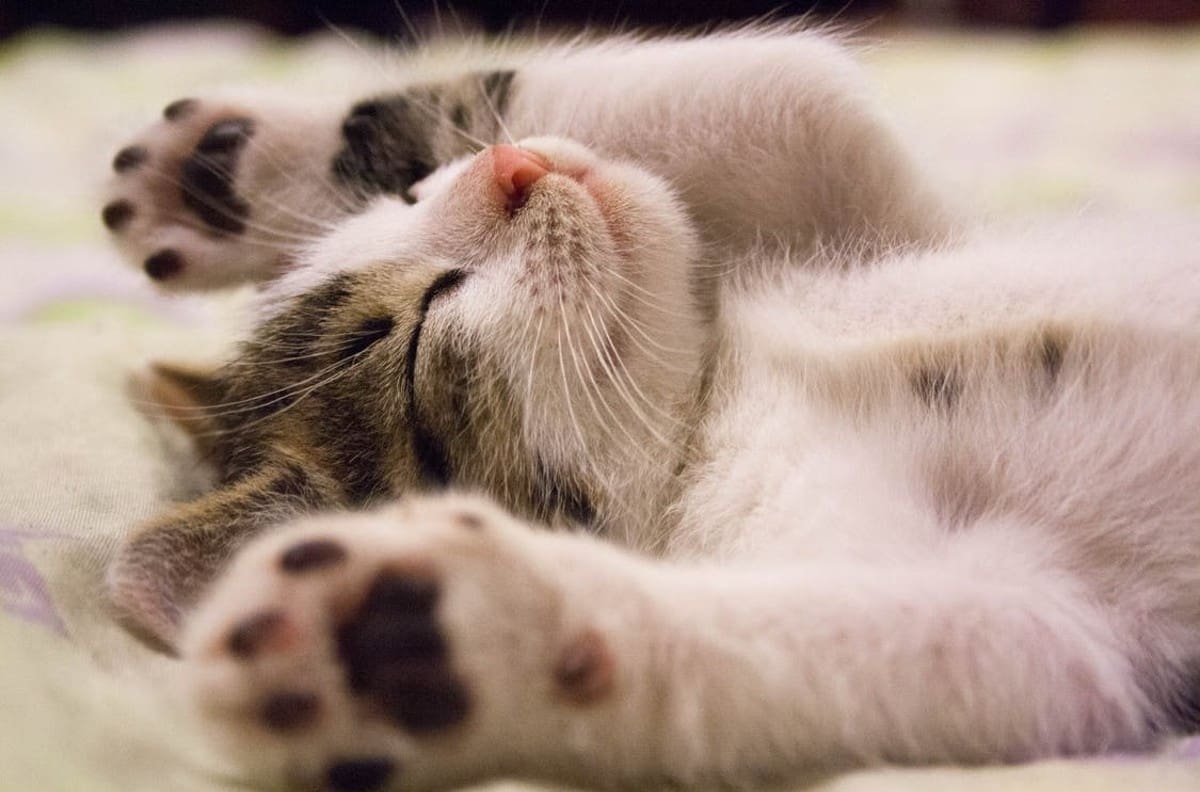 Día Internacional del Gato: Estos son los mejores memes de los mininos del Internet
