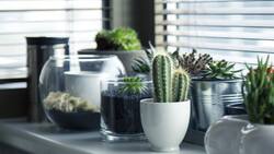 Estas cinco plantas tiene la capacidad de absorber el calor en tu casa