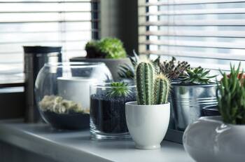 Estas cinco plantas tiene la capacidad de absorber el calor en tu casa