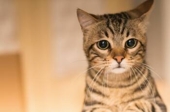 El increíble video de un gato que hace abdominales y se ha hecho viral