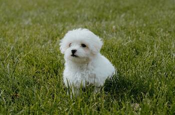 VIDEO | Perrito mexicano baila "Za Za Za" y se hace viral