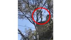 VIDEO: Sujeto muere al caer de una azotea; escapaba de asesinar a un policía