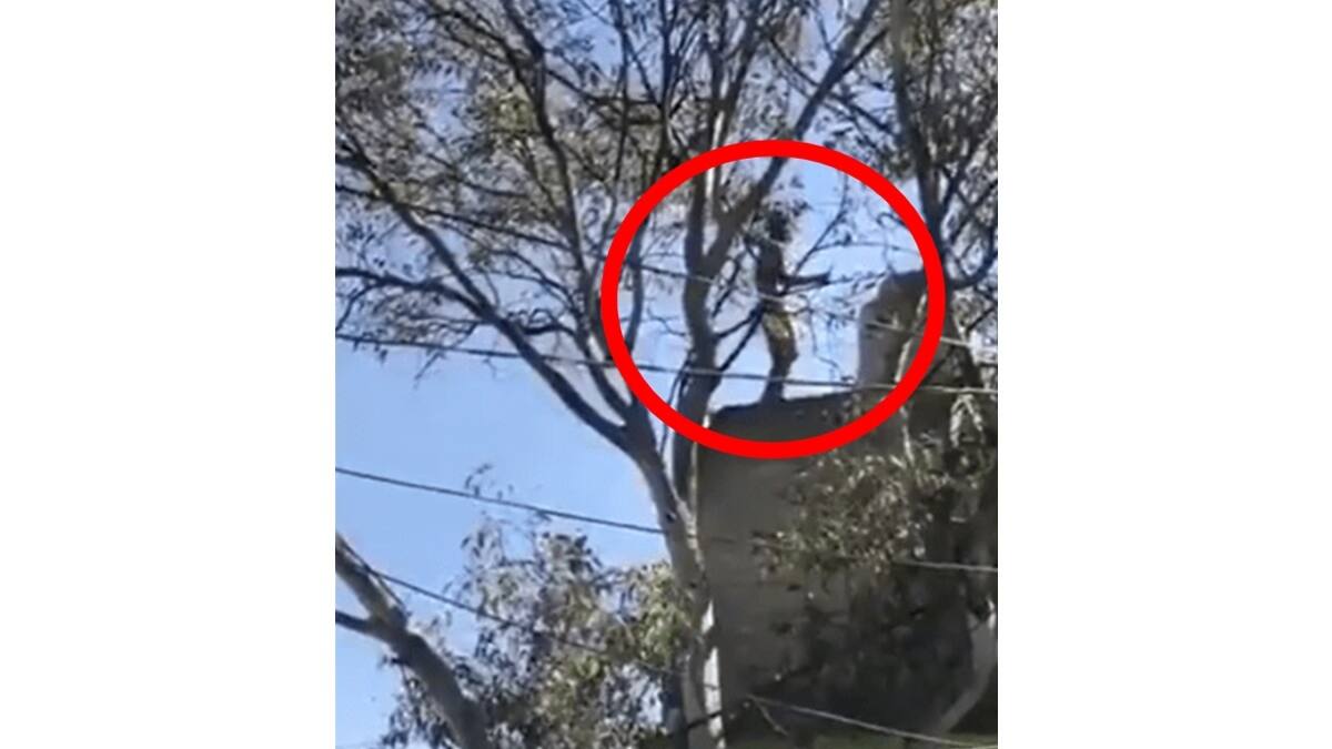 VIDEO: Sujeto muere al caer de una azotea; escapaba de asesinar a un policía