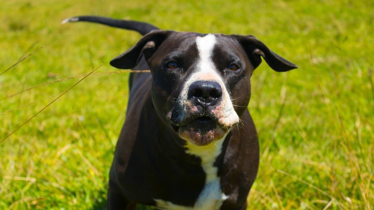 Pitbull mató a un hombre que ingresó a un negocio en Puebla
