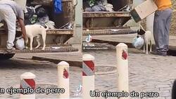 Perrito ayuda a recolectores de basura en su jornada y se hace viral |VIDEO