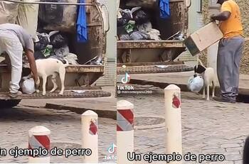 Perrito ayuda a recolectores de basura en su jornada y se hace viral |VIDEO