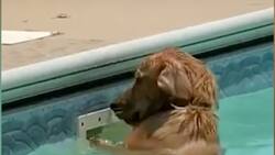 Vídeo: Perrito adorable se hace viral cuando busca su pelota con desesperación