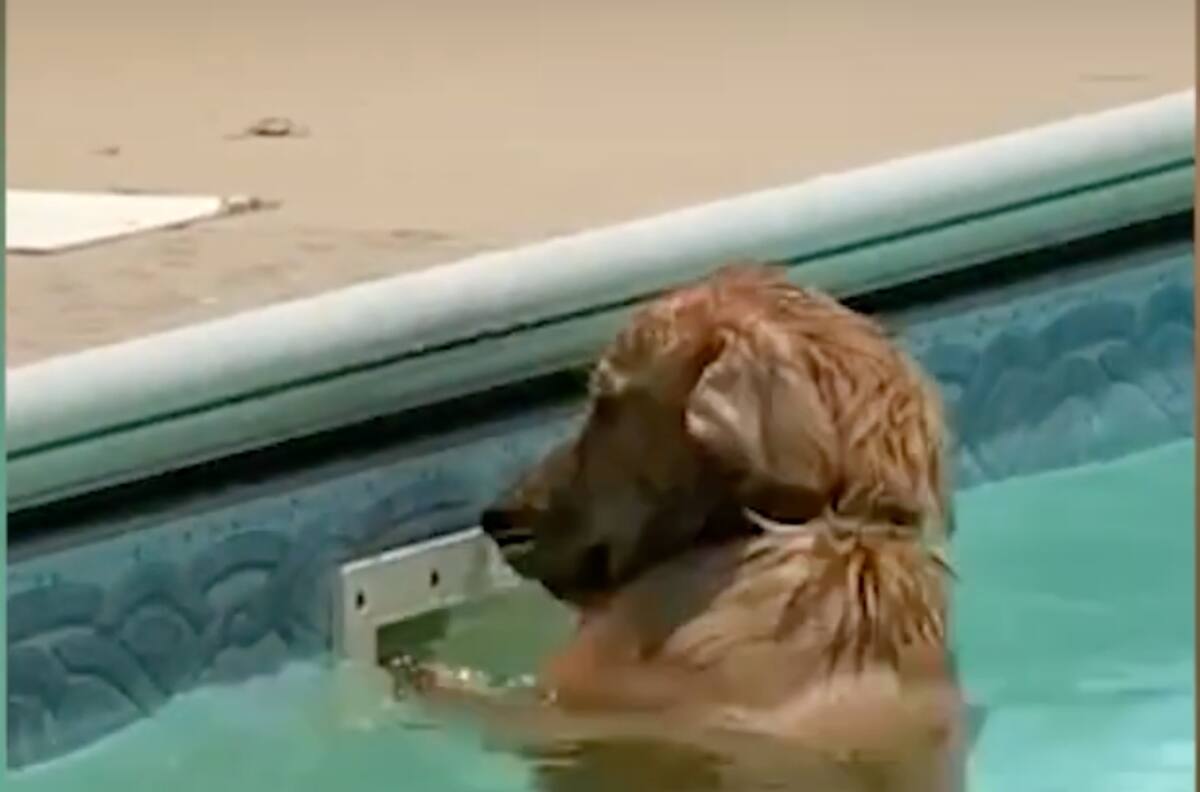 Vídeo: Perrito adorable se hace viral cuando busca su pelota con desesperación