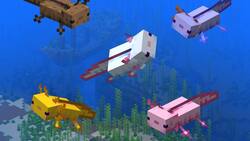 Ajolotes en Minecraft: ¿Dónde encontrarlos y cómo criarlos?